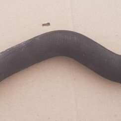 Dzesēšanas caurule priekš AUDI A4 2005