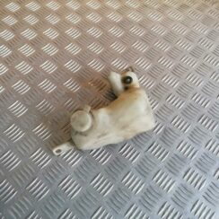 Mazgātāja šķidruma tvertne priekš BMW 530D E39 2001 TOURING